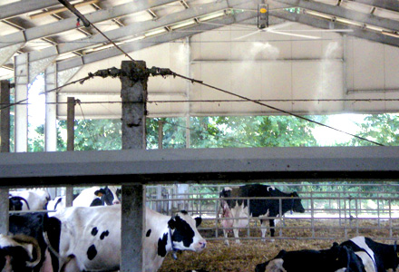 Livestock Misting